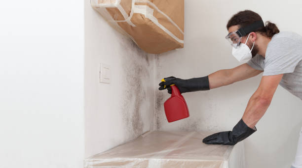 Basement Mold Remediation treatment on basement walls in Angier