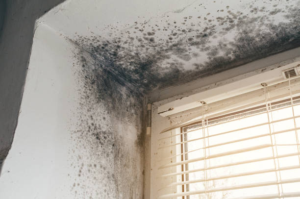 Mold Removal service in Angier